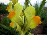 foto de flor de planta silvestre scrophulariaceae Linaria latifolia Desfontaines , Gallos (E.), Toadflax (I.), Leinkraut (A.), Linaire (F.), Linaiola (It.), con tama�o de 160X120; ver distintas medidas disponibles a la derecha